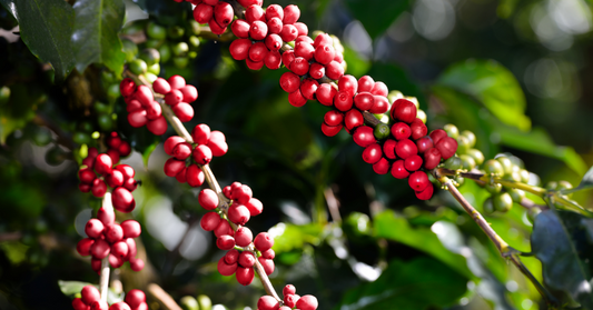 Kenyan Coffee Flavor Profile: The Unmistakable Bright, Fruity Taste
