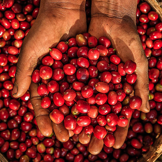 Hands holding freshly harvested Kenyan coffee cherries against a backdrop of more cherries.