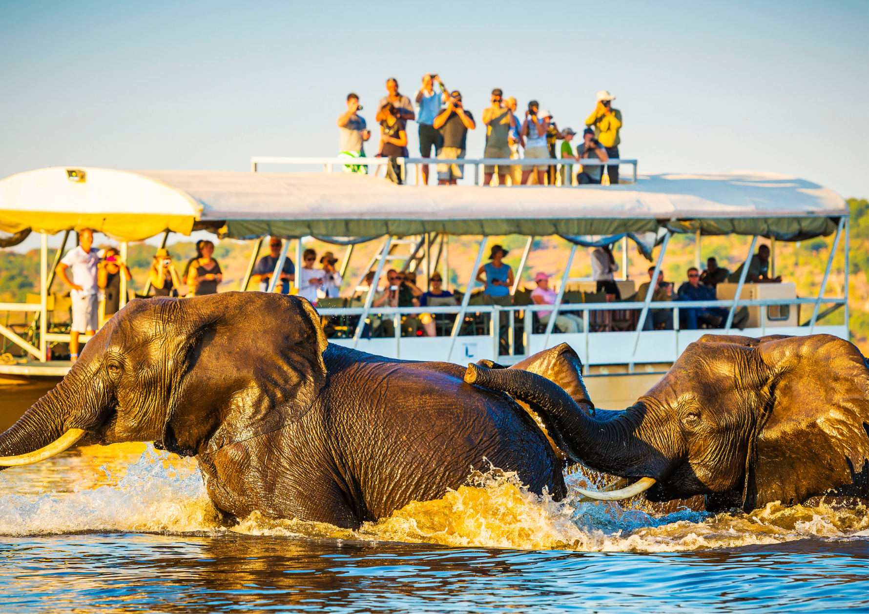 Elephants interacting with a boat full of tourists on a river during a Kenyan safari, highlighting the wildlife and natural landscapes near Kirenge Gold coffee-growing regions.