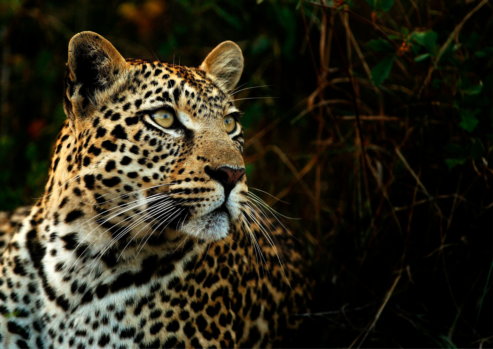 Close-up of a leopard in its natural habitat, showcasing the wild African savanna and the animal’s distinctive spotted coat.