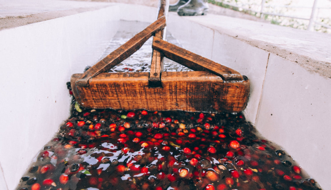 Kirenge Gold Kenyan coffee beans being washed after harvesting, showcasing premium coffee processing and farm-to-cup quality.