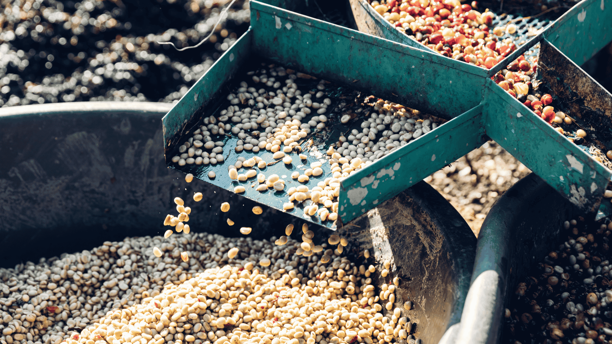 Washed vs Natural Processing in Kenya - Kirenge Gold LLC