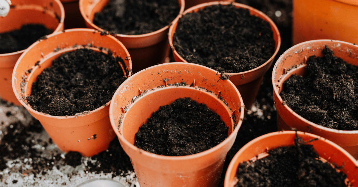 Are Coffee Grounds Good for Plants? The Truth for Grass, Roses, and Indoor Gardens - Kirenge Gold LLC