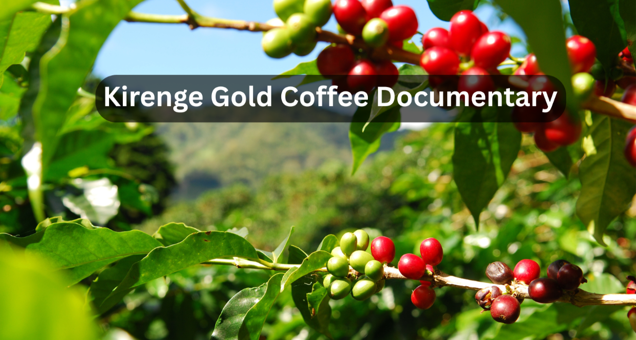 Load video: Coffee documentary showcasing Kirenge Gold&#39;s sustainable cultivation, Arabica bean harvesting, fair trade practices, and traditional Kenyan coffee brewing methods.