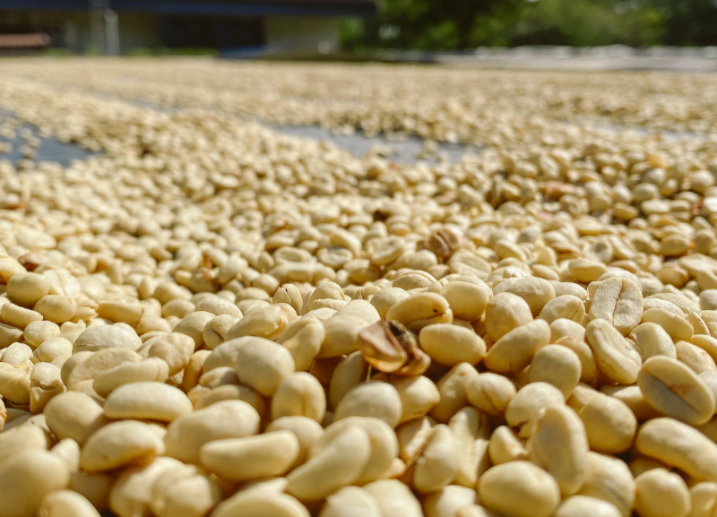 Kirenge Gold Drying coffee beans on a sunny day