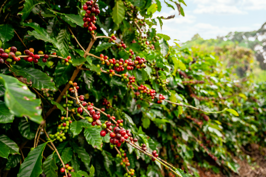 Red coffee berries on Kirenge Gold Farm in Kiambu County Kenya.