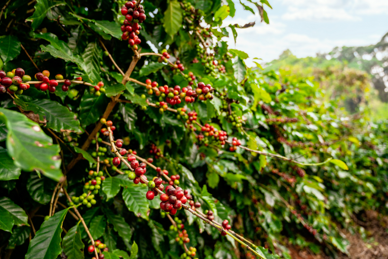 Red coffee berries on Kirenge Gold farm in Kiambu County, Kenya, showcasing premium Kenyan coffee cultivation and ripe coffee cherries ready for harvest.